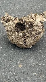 EcoShield Pest Solutions photo 6