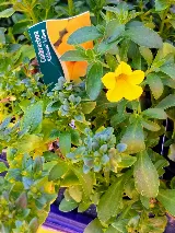 Roots Nursery & Landscape photo 5