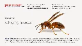 Pest Chase Termite and Pest Control Inc. photo 8