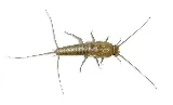 All Solutions Pest Control photo 5