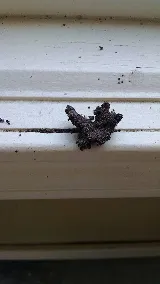 X Out Pest Services photo 5
