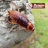 Accurate Pest Control photo 7