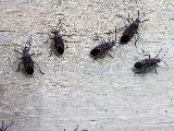 GottaGo Pest Control photo 4