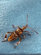 Pest Patrol Montana, LLC photo 6