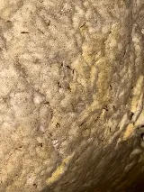 Suncoast Pest Management photo 4