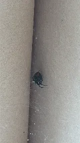 Preventive Pest Control Las Vegas photo 8