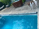 Ferrari Pools: Custom Outdoor Living photo 3