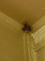 Jeffcoat Pest & Home photo 4
