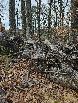 Hodges Tree & Landscape photo 2