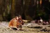 Insight Pest Control - Vancouver photo 10