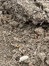 Get'm Pest Control & Exterminator In Jersey City photo 8