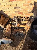 Truly Nolen Pest & Termite Control photo 8