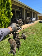 Cisneros Rodent & Wildlife Control photo 3