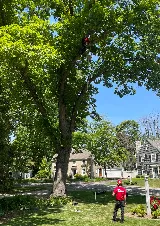 Crawford Tree & Landscape Services, Inc. photo 4
