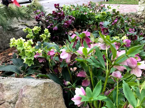 Gardenalia LLC photo 1