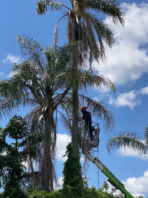 Albert & Ellis Landscaping & Tree Service photo 1