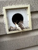 Wise Pest Solutions photo 6