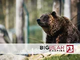 Big Bear Roofing photo 7