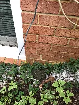 Pest Chase Termite and Pest Control Inc. photo 2