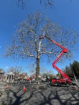 Liberty Tree and Landscape Management photo 4