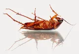 CEOS Pest Control Services photo 3