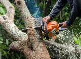 Lopez Cares Landscaping, LLC photo 7