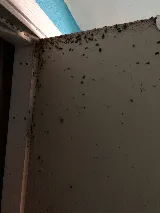 Pest In The City photo 10