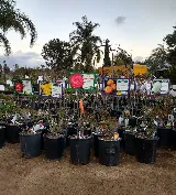 El Plantio Nursery & Landscaping photo 4