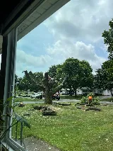Tree And Yard Renovations photo 4