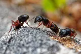 PestZap photo 4