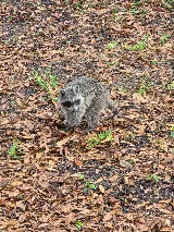 Family Pest Control photo 5