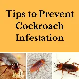 Q.A.P Pest control Richmond hill photo 2