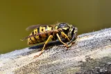 Wow Pest Control photo 5