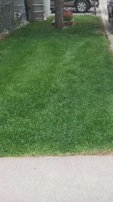 Green Magic Lawn and Landscape photo 6