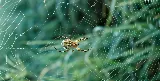 Rose Pest Solutions photo 2