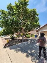 Julio Tree Care & Landscaping photo 6