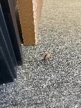 Bite Away Termite and Pest Control Inc photo 3
