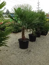 Southern Scapes Landscaping & Garden Center photo 4
