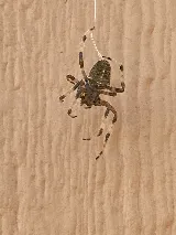 Legacy Pest Management photo 7