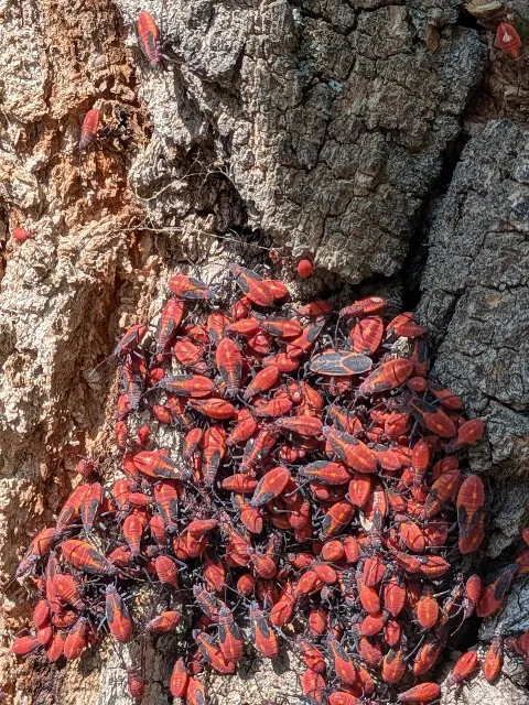 Dragon Pest Control in Red Deer