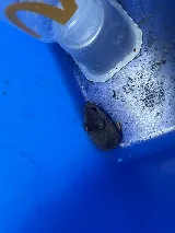 Mirak Pest Control photo 3