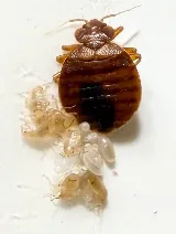Bug Shockers photo 4