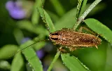 BugBros Pest Control photo 5