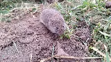 Savvy Pest Control photo 10