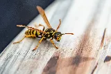 Pestco Professional Services photo 4