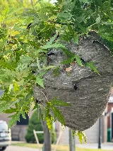 B.B.P.P. Pest Control Vaughan photo 6