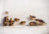NuHEXA Modern Pest Solutions photo 4