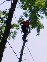 Ferrals Family Landscaping & Tree Services photo 2