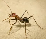 Boise Pest Control photo 2