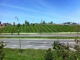 Signature Landscape Ltd photo 6